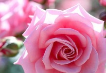 บทกวีของ อิมามชาฟีอีย์ รำพันความรักต่อลูกหลานศาสดา